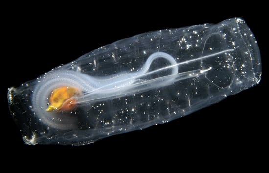 The rhythm of salps