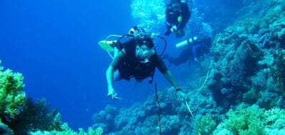 The Once and Future Corals