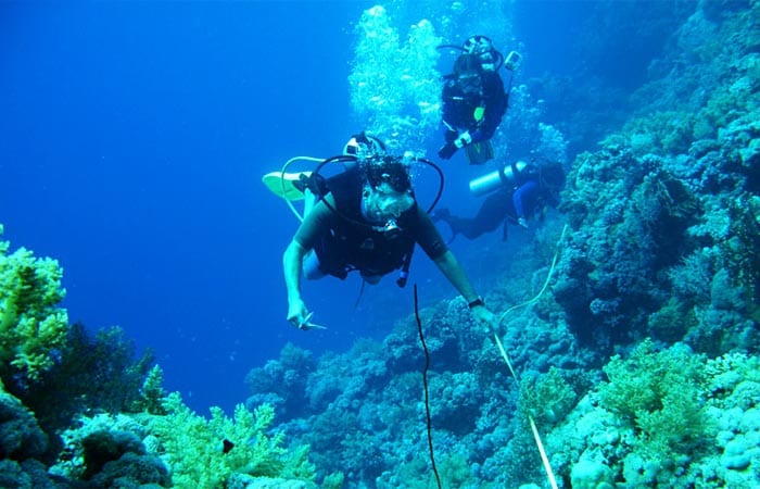 The Once and Future Corals