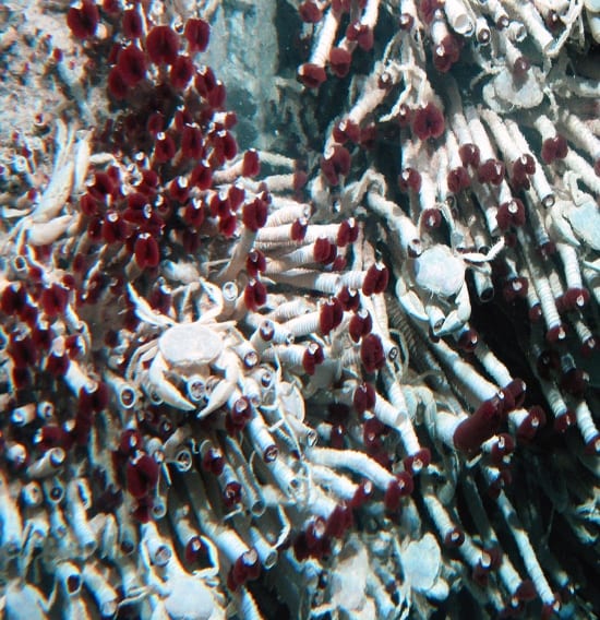 tubeworms550_107128.jpg