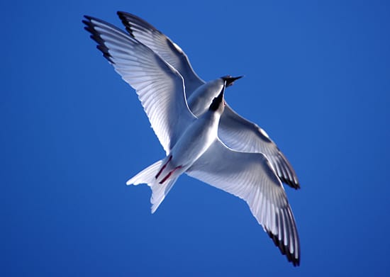 Night gulls, not owls
