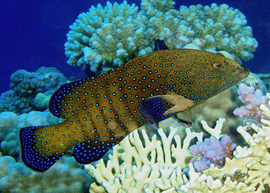 Swimming peacock