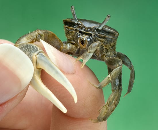 Crabby Investigators