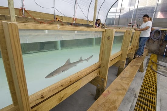 shark testing tank