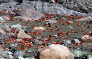 A Torrent of Crabs Running to the Sea