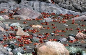 A Torrent of Crabs Running to the Sea