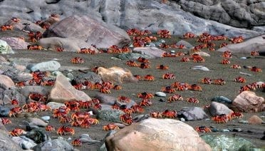 A Torrent of Crabs Running to the Sea