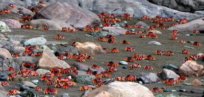 A Torrent of Crabs Running to the Sea