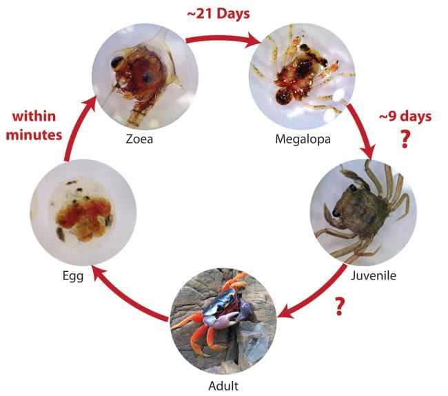 crab-stages250_114409.jpg