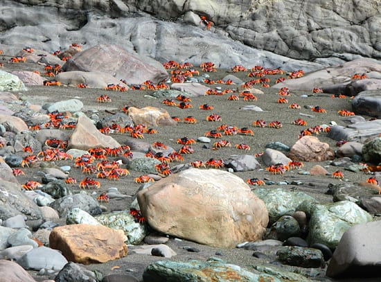 A torrent of crabs