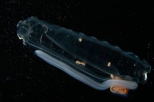 Salps Catch the Ocean's Tiniest Organisms