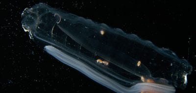 Salps Catch the Ocean's Tiniest Organisms