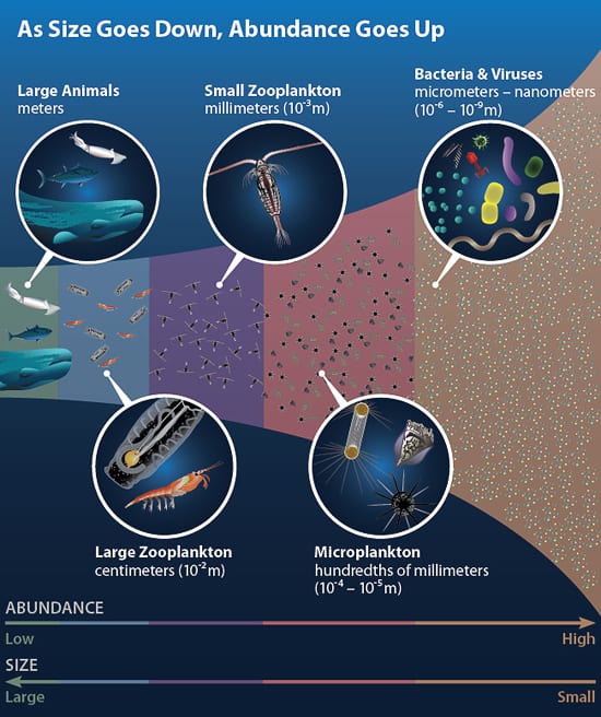 Sizing Up Sea Life