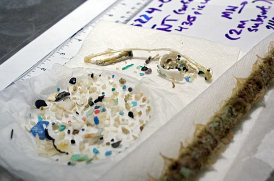 An Ocean Full of Plastic