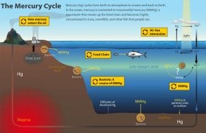 How Does Toxic Mercury Get into Fish?