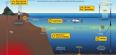 How Does Toxic Mercury Get into Fish?