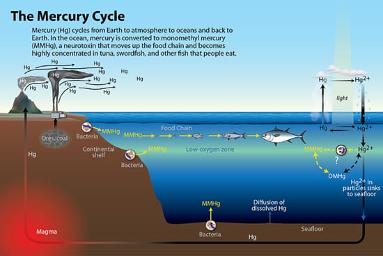 The Mercury Cycle