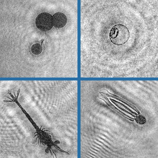 Tiny Things in a Big Ocean