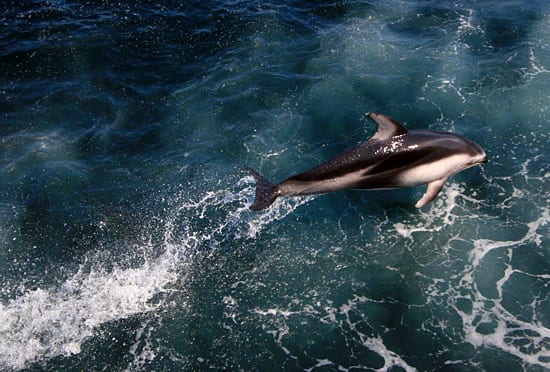 Synchronized Swimming