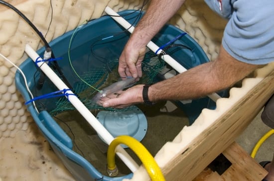 squid_in_tank_550_121994.jpg