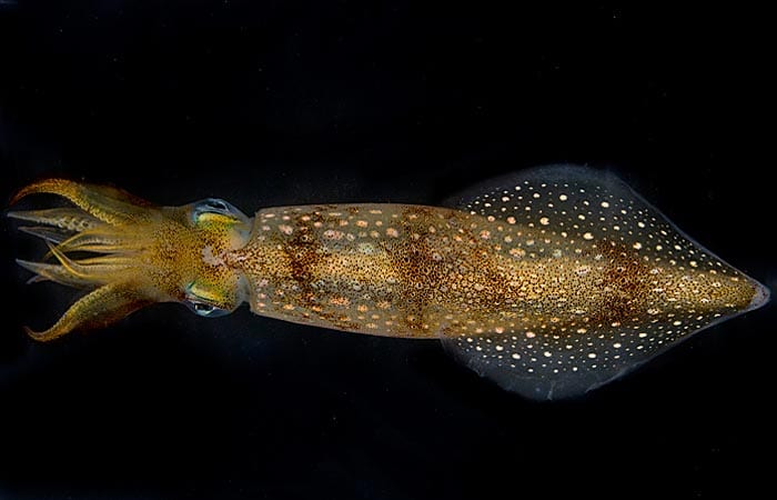 Scientists Find that Squid Can Detect Sounds