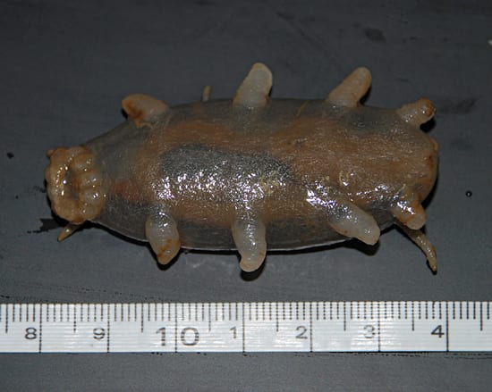 Here Piggy