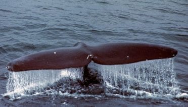 Are Whales 'Shouting' to be Heard?