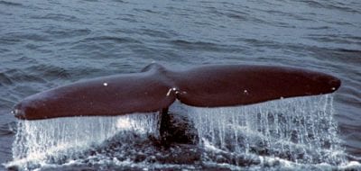 Are Whales 'Shouting' to be Heard?