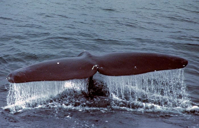 Are Whales 'Shouting' to be Heard?