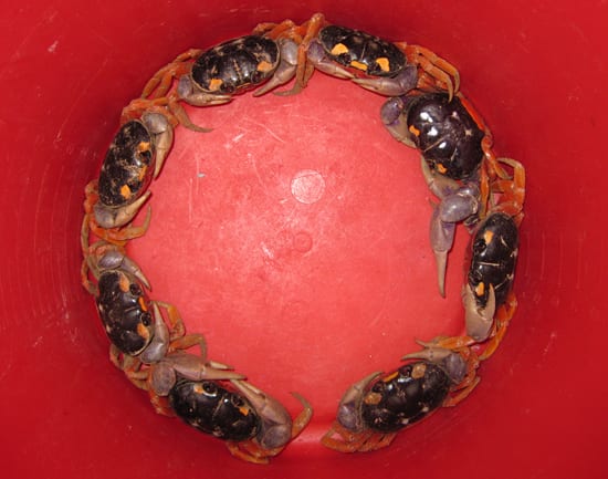 A Christmas Wreath of Crabs