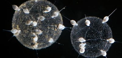 What's Living in the Ocean?