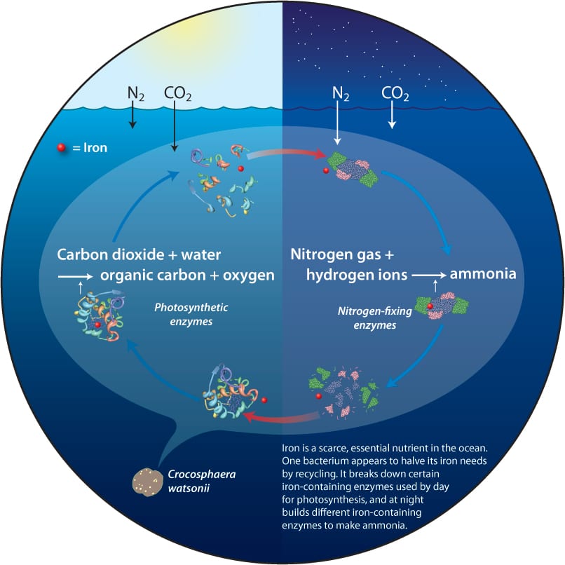 Carbon oxygen carbon dioxide