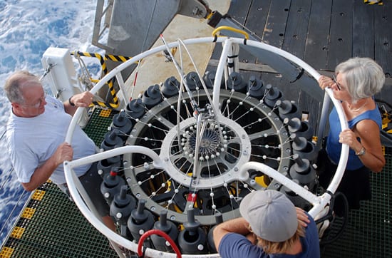 Rosettes of the Deep
