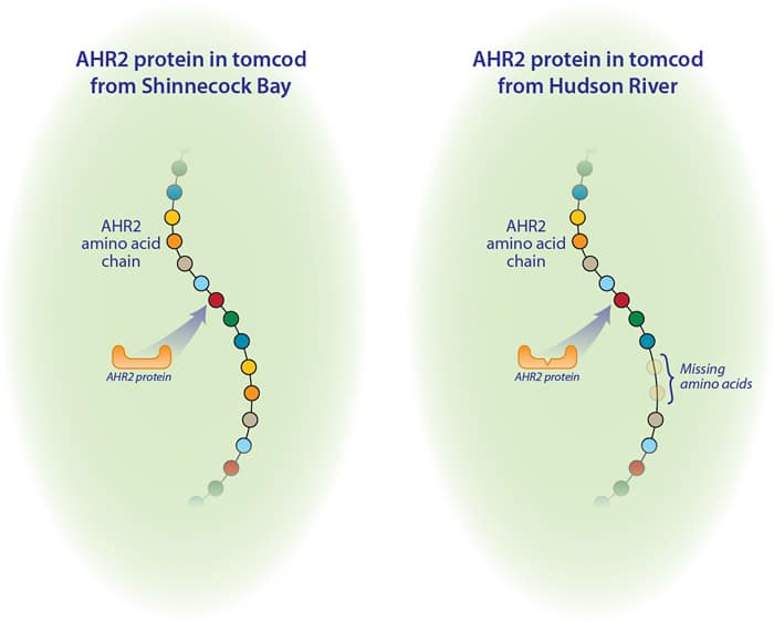 hahn-ProteinDetail_en_128951.jpg