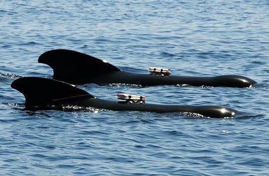 What Did One Pilot Whale Say to the Other?
