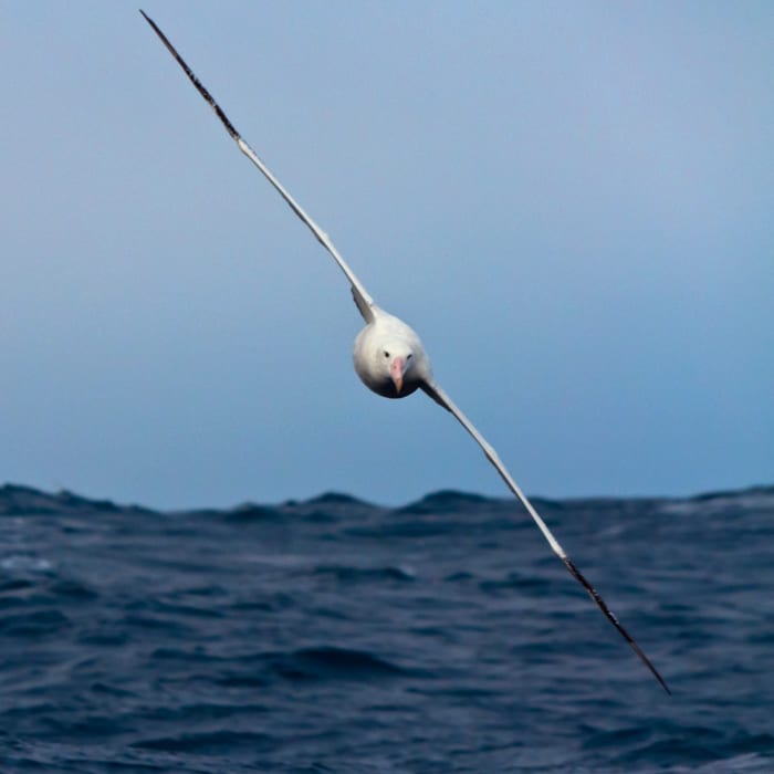 albatross2-300_132254.jpg