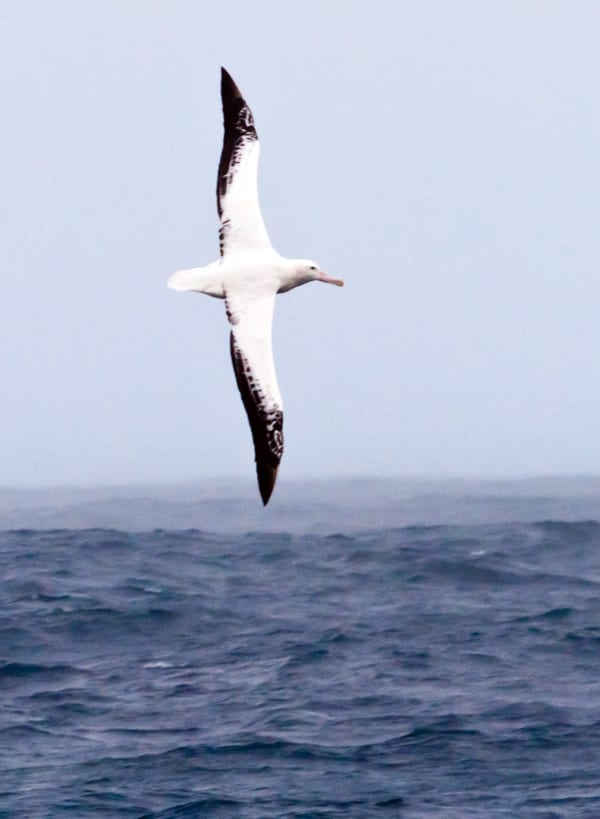 albatross3_132255_134435.jpg