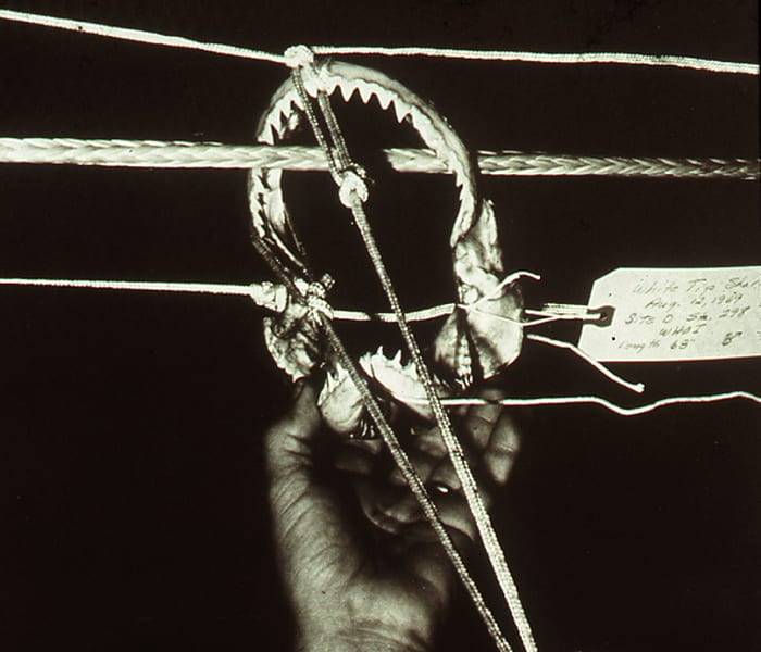 Taking a Bite Out of Lines