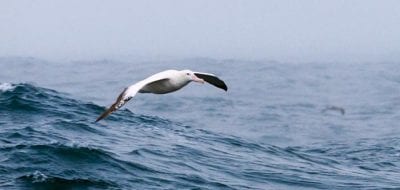 Of Wings, Waves, and Winds