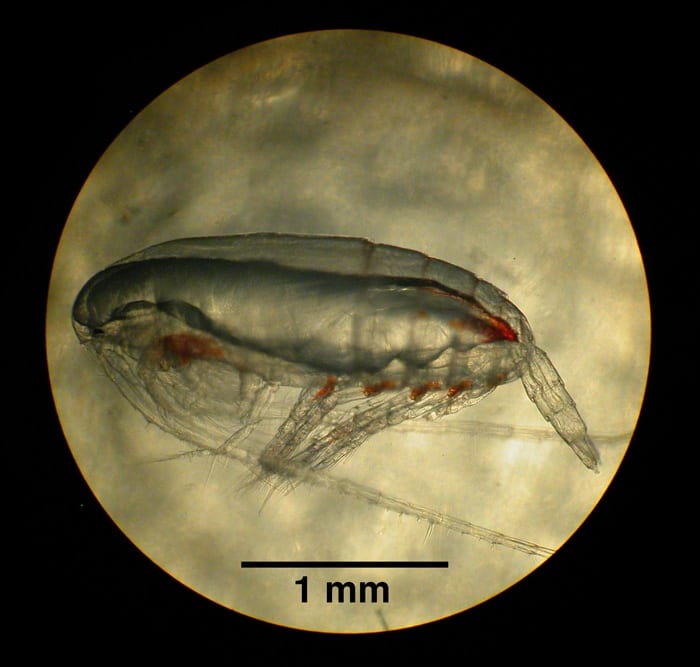 copepod_700_calanus_scale_142136.jpg