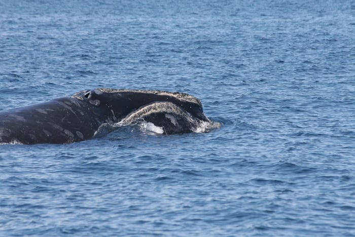 right_whale_head_700_IMG_5854-1_142113.jpg