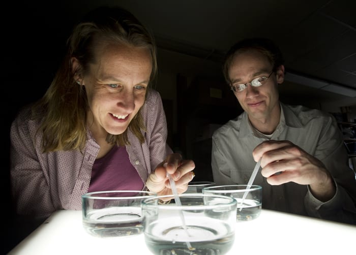 Using Tiny Animals to Study a Big Problem