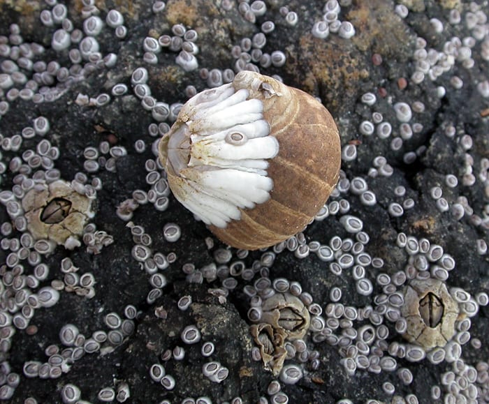 Barnacle Build-Up
