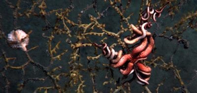 Life and Death in the Deep Sea