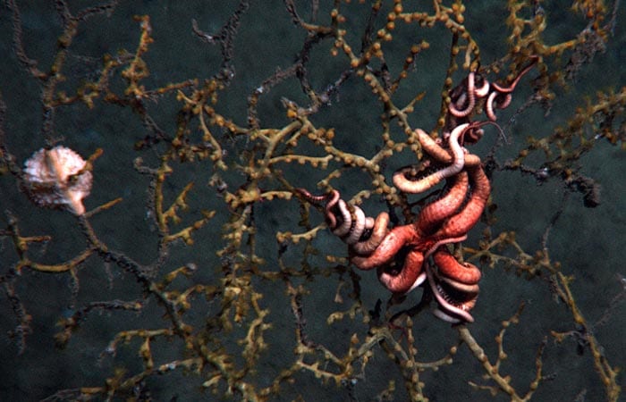 Life and Death in the Deep Sea
