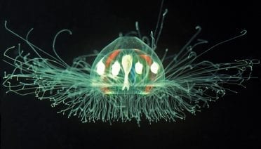 graphics-Jellyfish-2_85901_154673.jpg