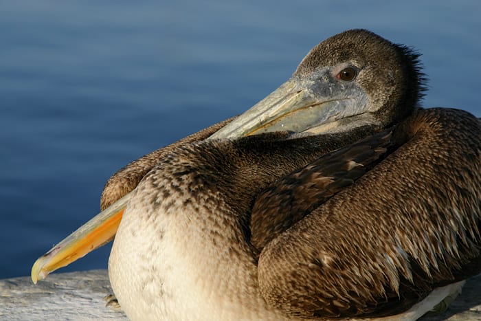 Spying a pelican, briefly