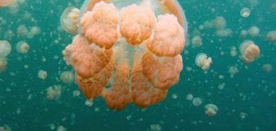 All the Pretty Jellyfish