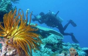 Scientific Diving: The Benefits of Being There