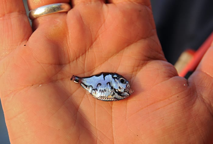 A Fish In Hand
